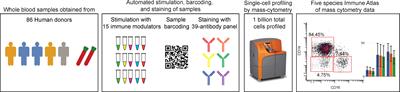 Variation of Immune Cell Responses in Humans Reveals Sex-Specific Coordinated Signaling Across Cell Types